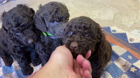 puppies northern michigan|moyen poodle breeders in michigan.